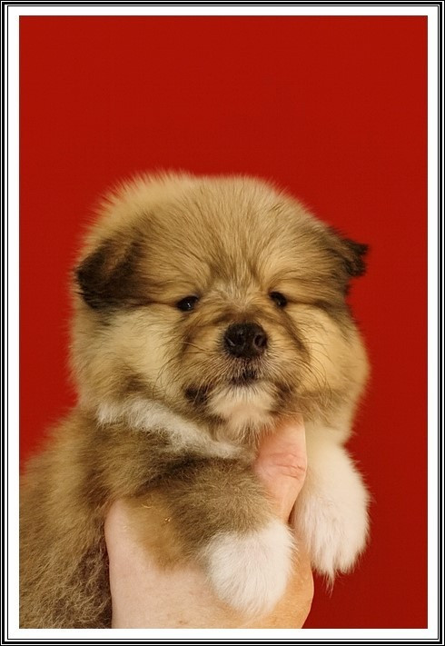 du bois des amazones - Chiots disponibles - Colley à poil long