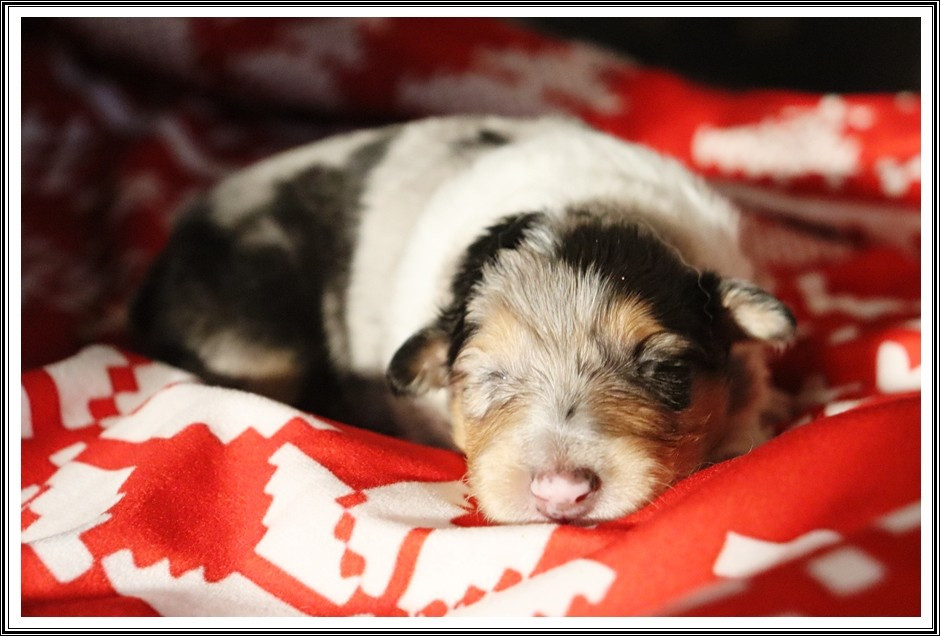 du bois des amazones - Chiots disponibles - Colley à poil long