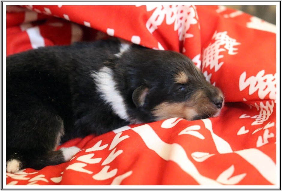 du bois des amazones - Chiots disponibles - Colley à poil long