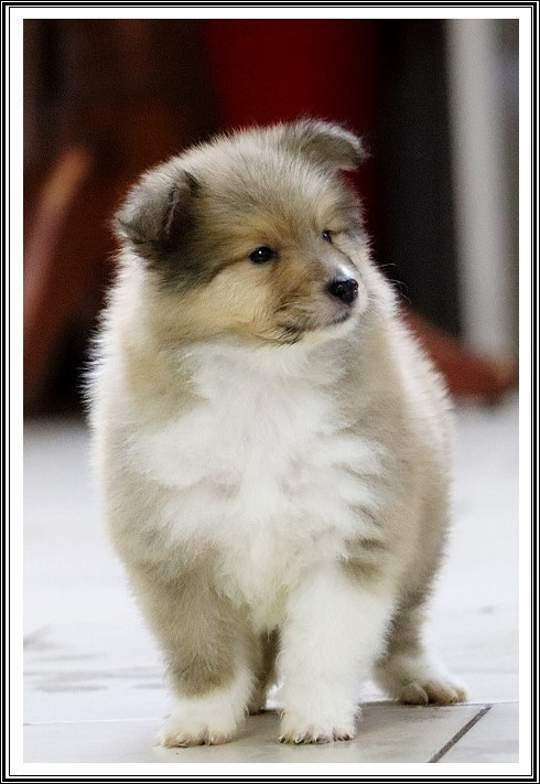 du bois des amazones - Chiots disponibles - Colley à poil long