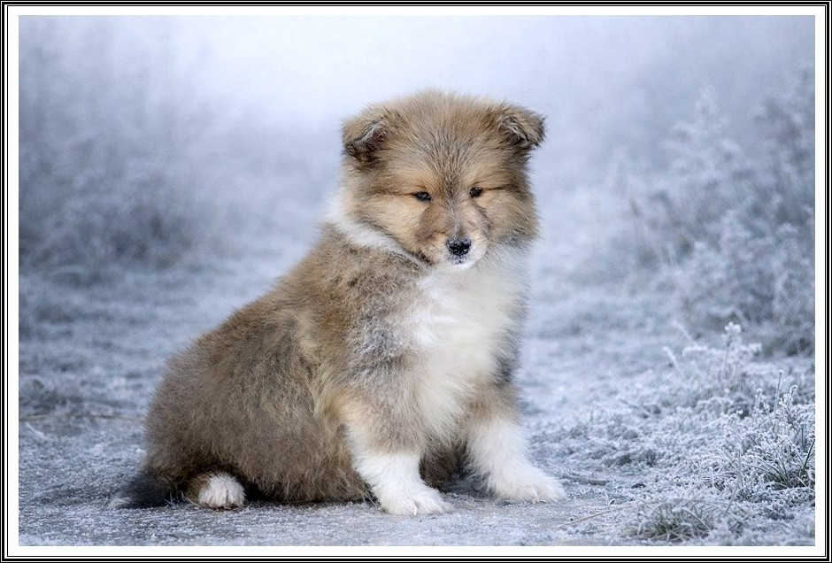 du bois des amazones - Chiots disponibles - Colley à poil long