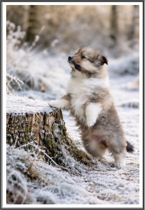 du bois des amazones - Chiots disponibles - Colley à poil long
