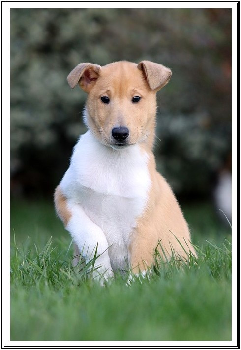 du bois des amazones - Chiots disponibles - Colley à poil court