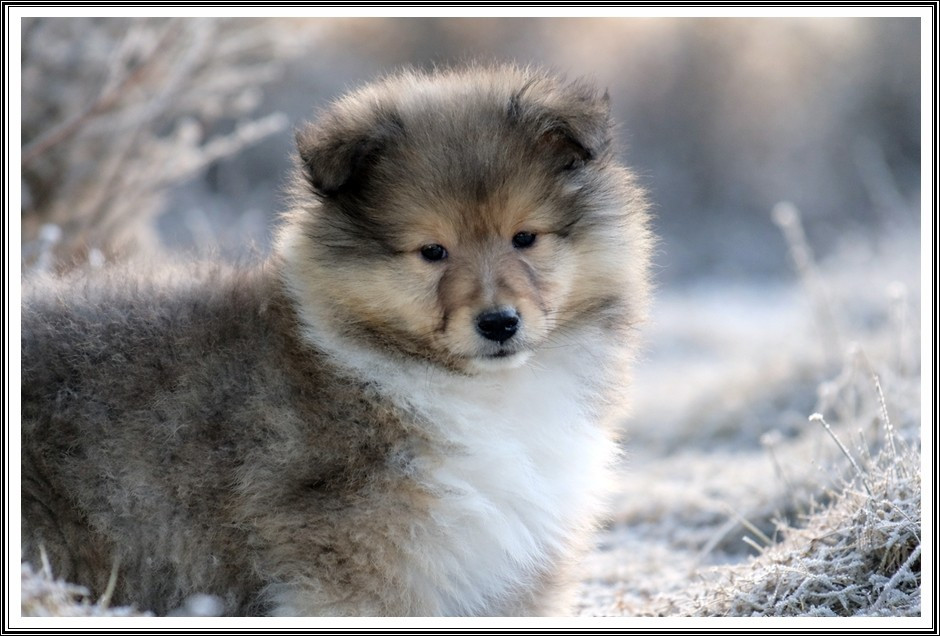 du bois des amazones - Chiots disponibles - Colley à poil long