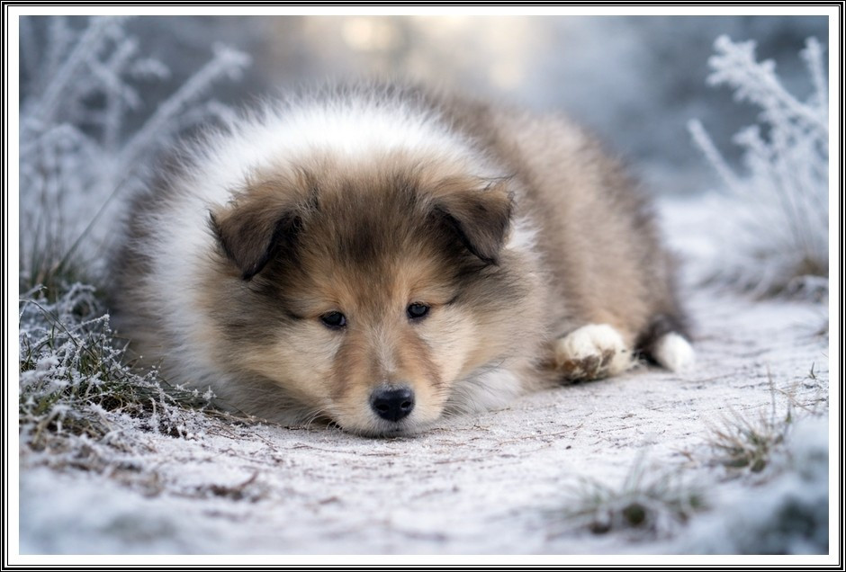 du bois des amazones - Chiots disponibles - Colley à poil long