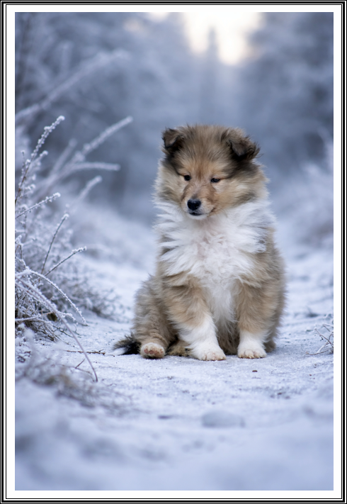 du bois des amazones - Chiots disponibles - Colley à poil long