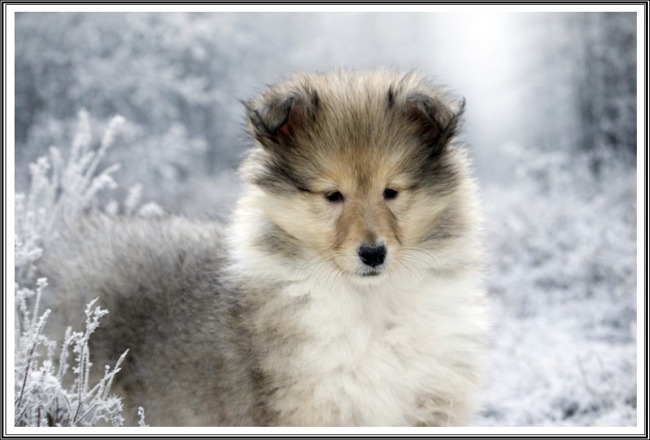 du bois des amazones - Chiots disponibles - Colley à poil long