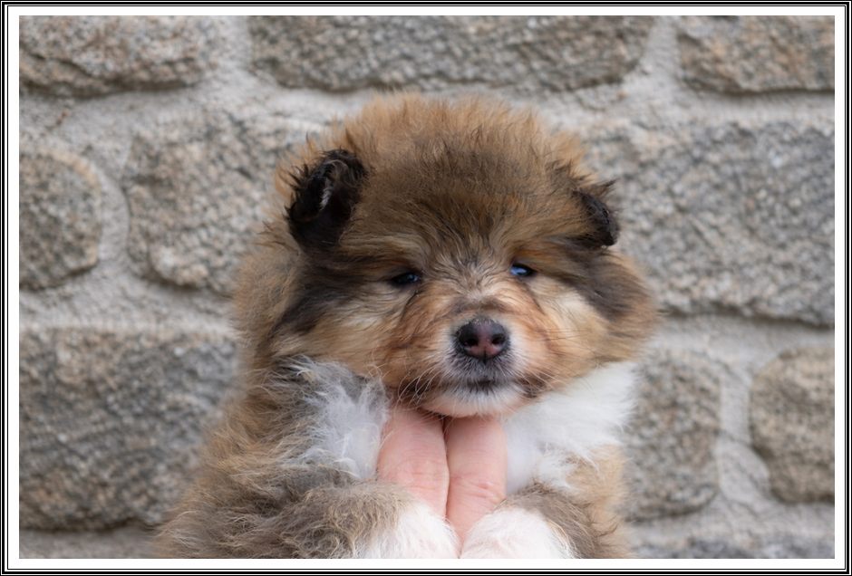 du bois des amazones - Chiots disponibles - Colley à poil long