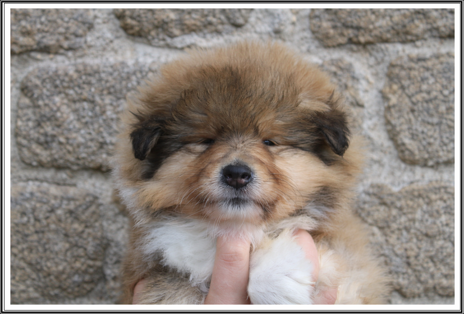 du bois des amazones - Chiots disponibles - Colley à poil long