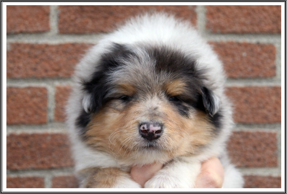 du bois des amazones - Chiots disponibles - Colley à poil long