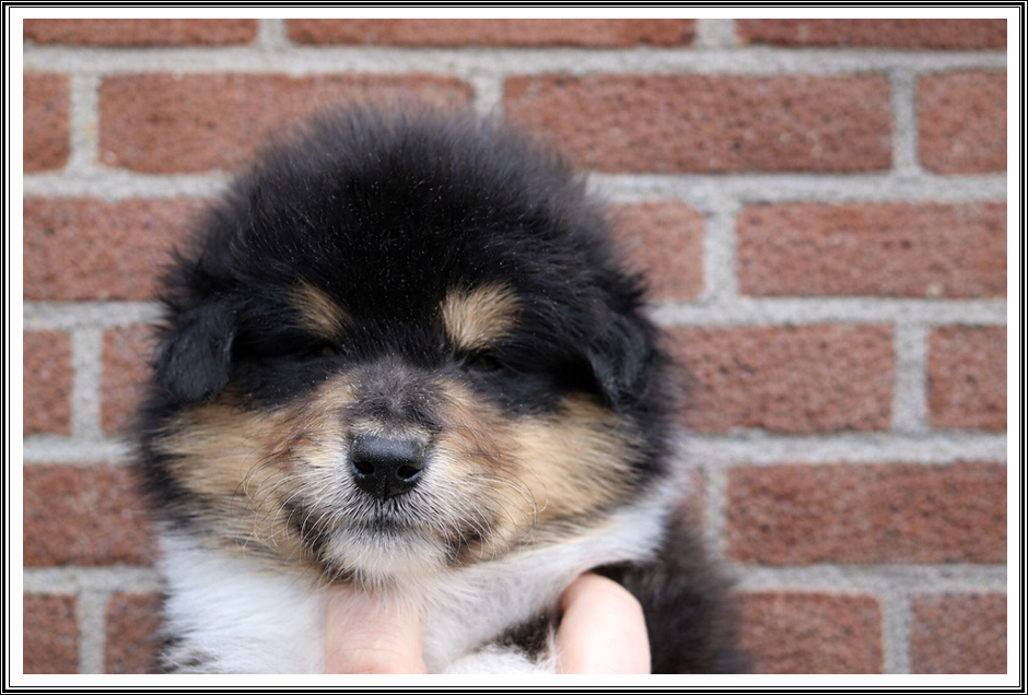 du bois des amazones - Chiots disponibles - Colley à poil long