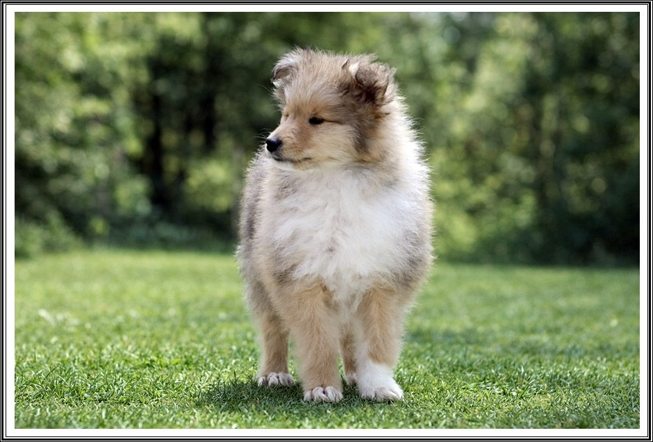 du bois des amazones - Chiots disponibles - Colley à poil long