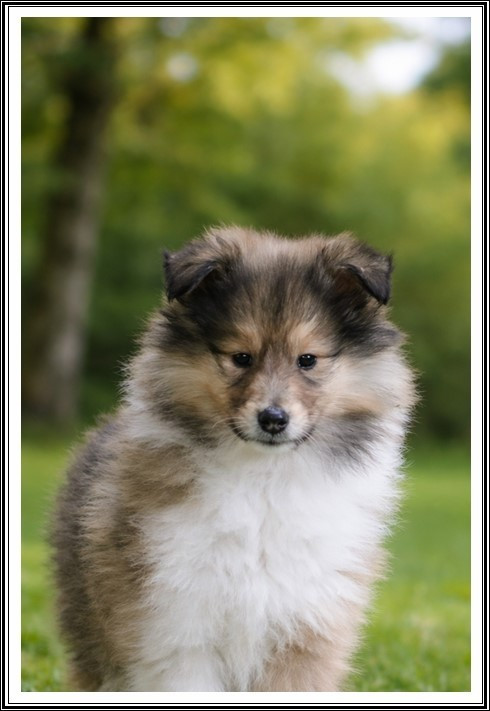 du bois des amazones - Chiots disponibles - Colley à poil long