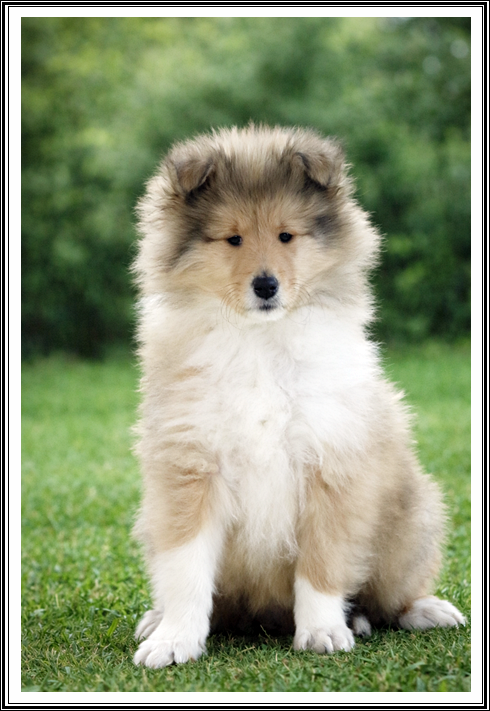 du bois des amazones - Chiots disponibles - Colley à poil long