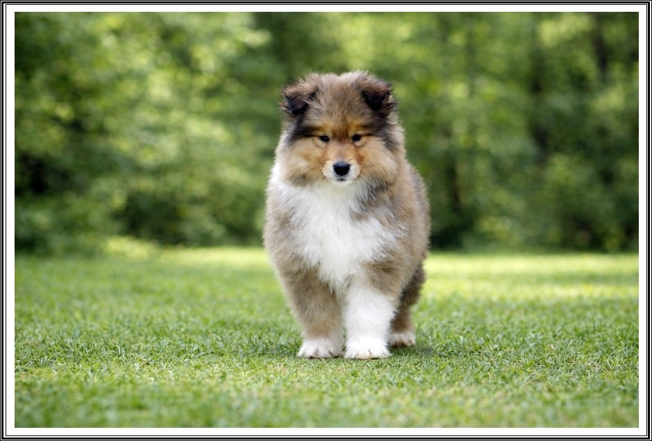 du bois des amazones - Chiots disponibles - Colley à poil long