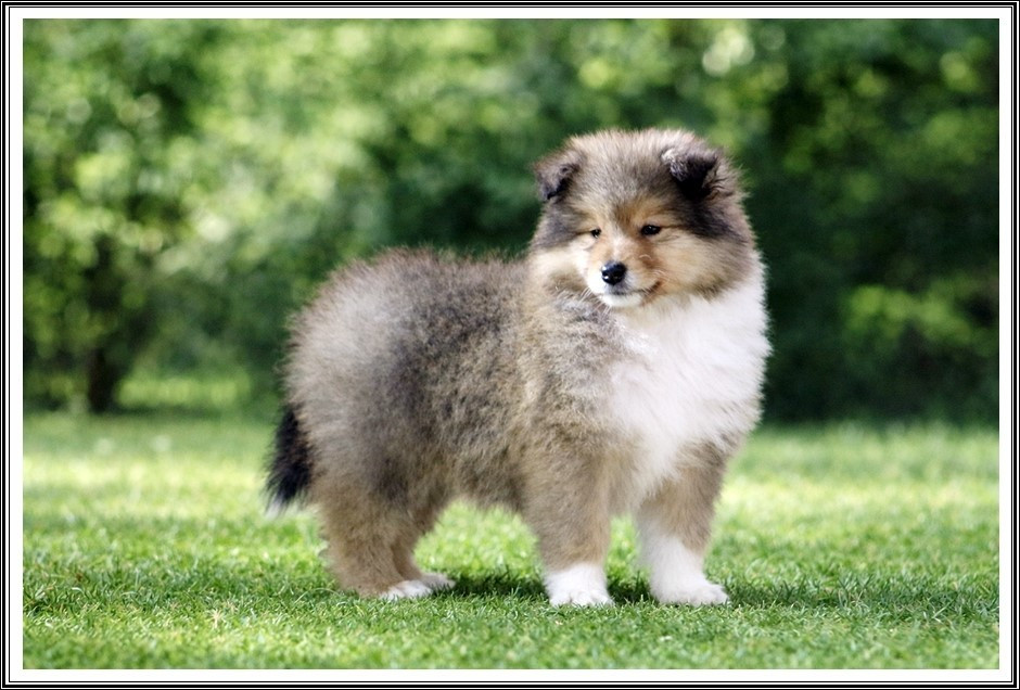 du bois des amazones - Chiots disponibles - Colley à poil long