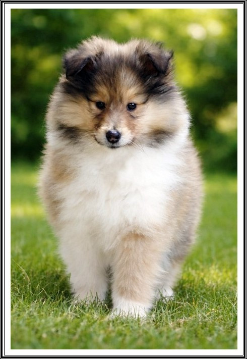 du bois des amazones - Chiots disponibles - Colley à poil long