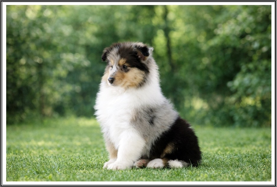 du bois des amazones - Chiots disponibles - Colley à poil long