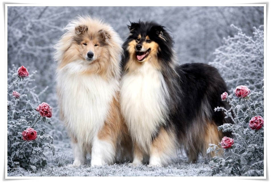 Chiot Colley à poil long du bois des amazones