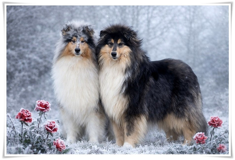 Chiot Colley à poil long du bois des amazones