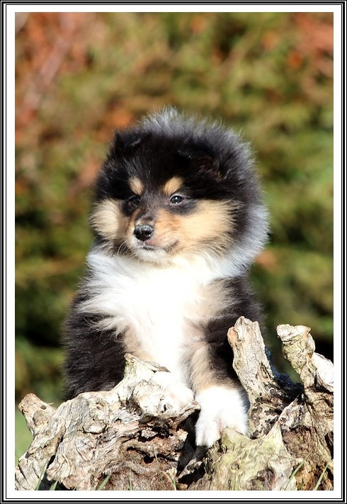 du bois des amazones - Chiots disponibles - Colley à poil long