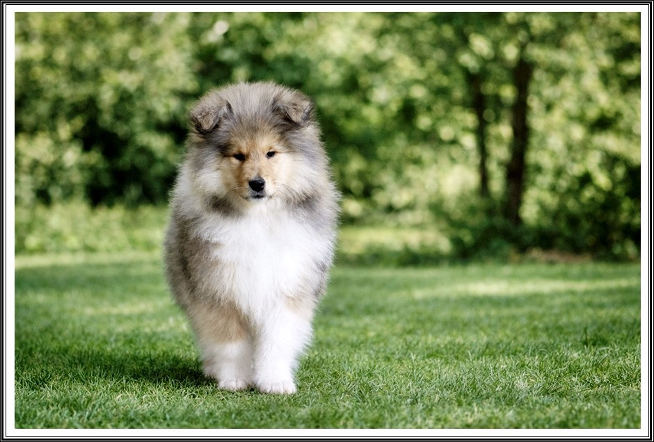 du bois des amazones - Chiots disponibles - Colley à poil long