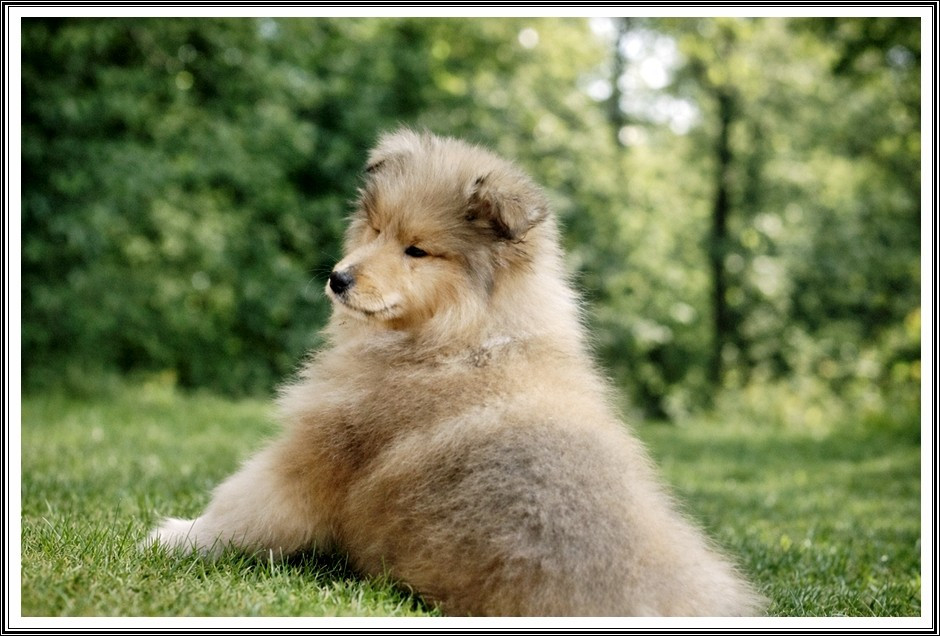 du bois des amazones - Chiots disponibles - Colley à poil long