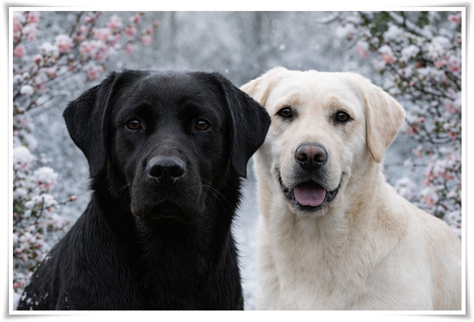 Chiot Labrador Retriever du bois des amazones