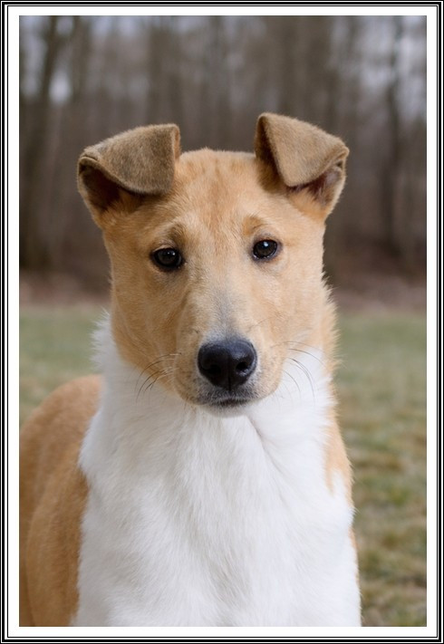 du bois des amazones - Chiots disponibles - Colley à poil court