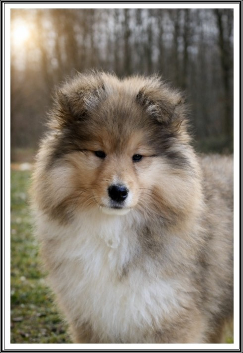 du bois des amazones - Chiots disponibles - Colley à poil long