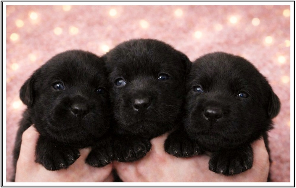 du bois des amazones - Chiots disponibles - Labrador Retriever