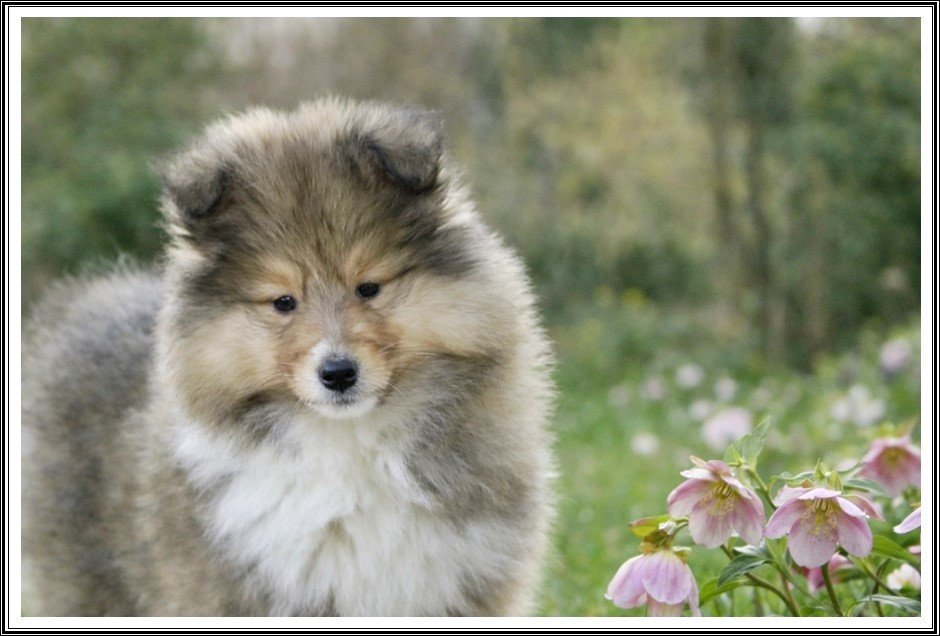 du bois des amazones - Chiots disponibles - Colley à poil long