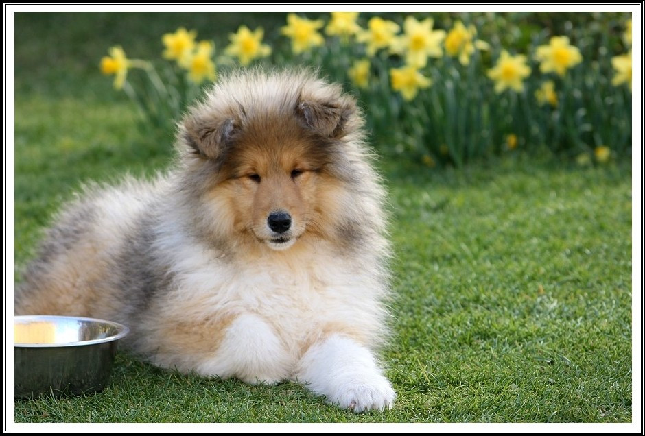 du bois des amazones - Chiots disponibles - Colley à poil long