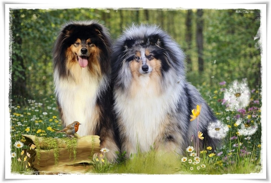 du bois des amazones - Colley à poil long - Portée née le 06/03/2026