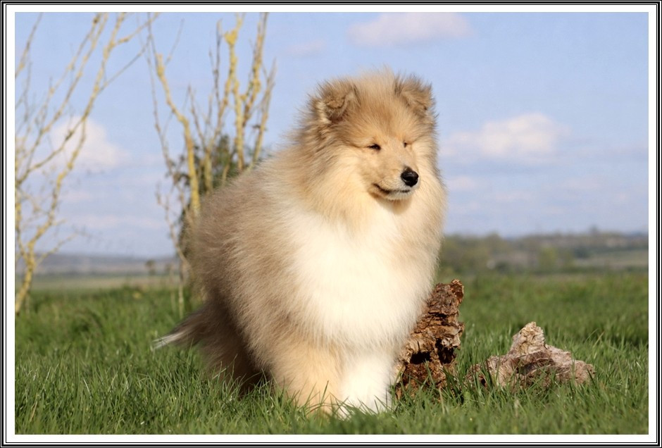 du bois des amazones - Chiots disponibles - Colley à poil long