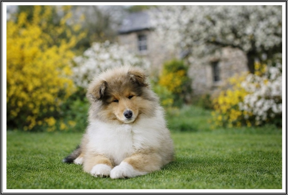 du bois des amazones - Chiots disponibles - Colley à poil long