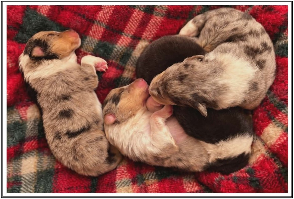 du bois des amazones - Chiots disponibles - Colley à poil long