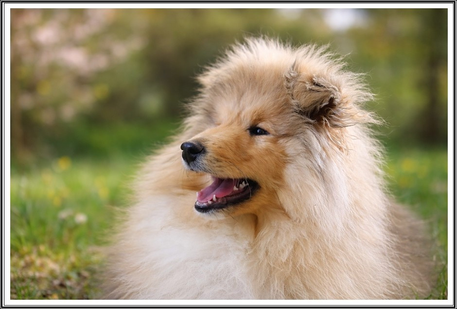 du bois des amazones - Chiots disponibles - Colley à poil long