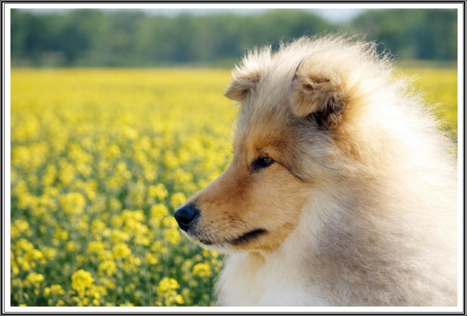 du bois des amazones - Chiots disponibles - Colley à poil long