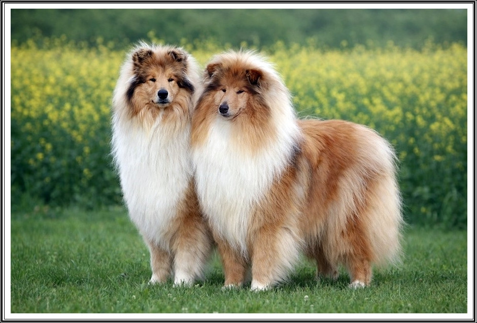 du bois des amazones - Colley à poil long - Portée née le 20/03/2026