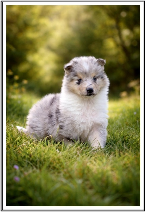 du bois des amazones - Chiots disponibles - Colley à poil long