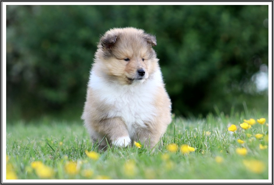 du bois des amazones - Chiots disponibles - Colley à poil long