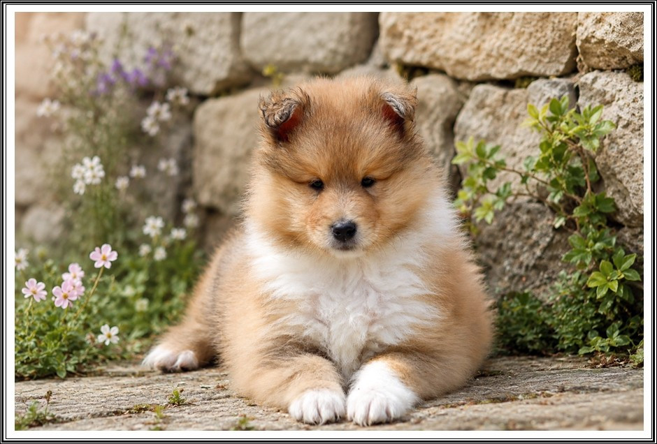 du bois des amazones - Chiots disponibles - Colley à poil long