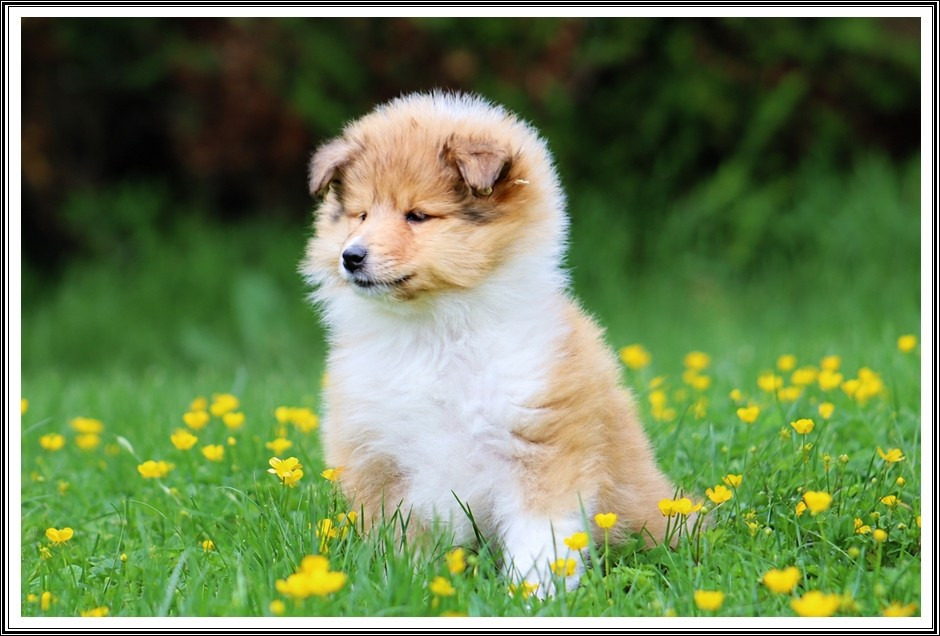 du bois des amazones - Chiots disponibles - Colley à poil long