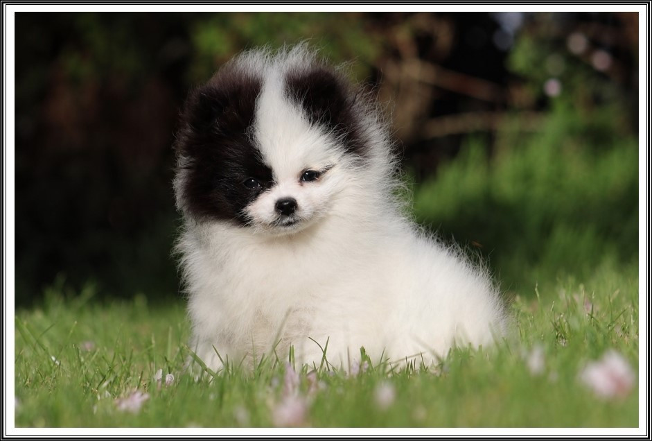 du bois des amazones - Chiots disponibles - Spitz allemand