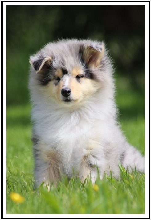 du bois des amazones - Chiots disponibles - Colley à poil long