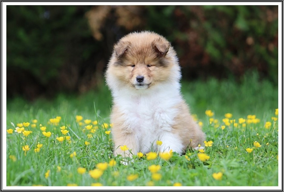 du bois des amazones - Chiots disponibles - Colley à poil long