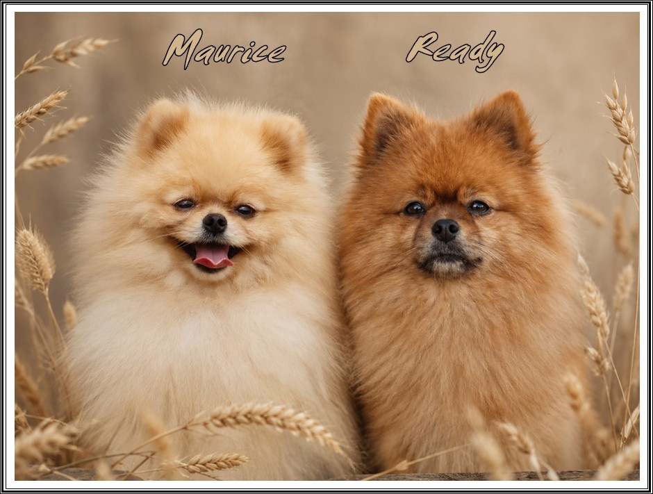 Chiot Spitz allemand du bois des amazones
