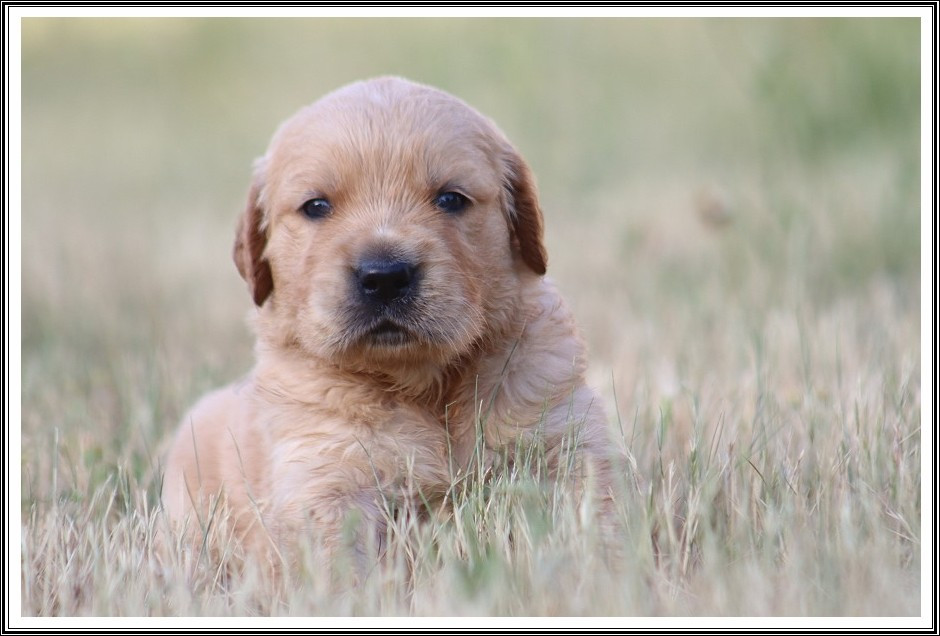 du bois des amazones - Chiots disponibles - Golden Retriever