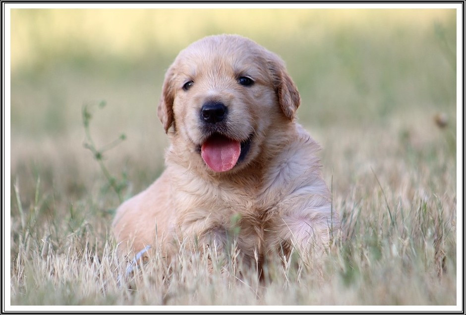du bois des amazones - Chiots disponibles - Golden Retriever